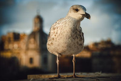 Close-up of seagull perching on a building