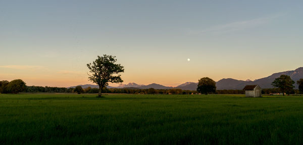 Scenic view of agricultural field against sky during sunset