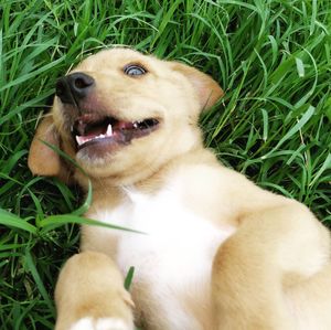 High angle view of dog on field