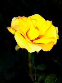 Close-up of yellow flower blooming outdoors