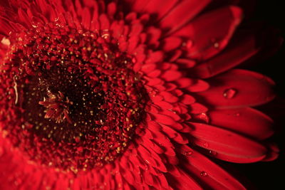 Close-up of red flower