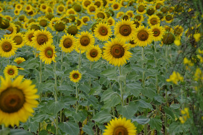 Close-up of yellow flowering plants on field