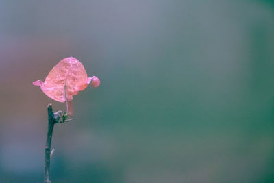 Close-up of pink rose flower