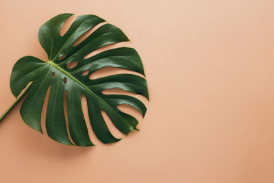 Monstera palm green leaf on beige background. high quality photo
