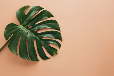 Close-up of succulent plant against wall