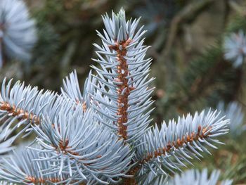 Close-up of pine tree during winter