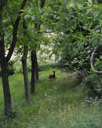 Trees on grass