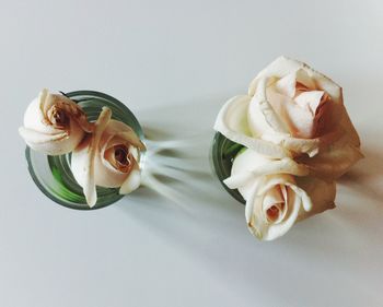 Close-up of flower over white background