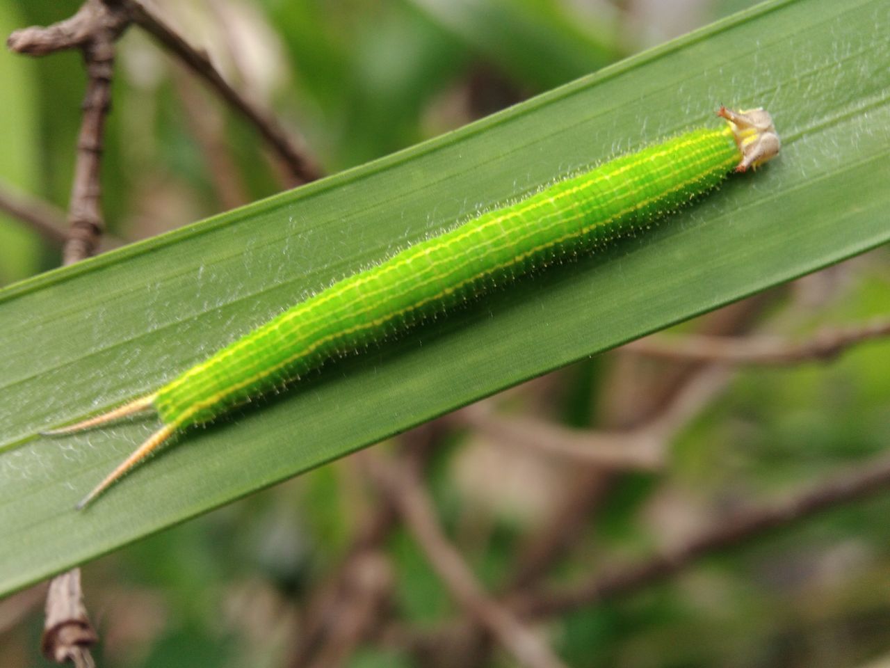 green color, one animal, animals in the wild, animal themes, focus on foreground, close-up, nature, day, plant, animal wildlife, leaf, outdoors, no people, insect, growth, grasshopper, beauty in nature