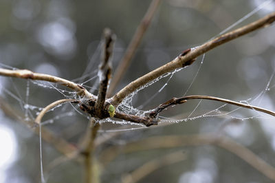 Close-up of dead plant