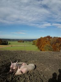 Sheep on field against sky