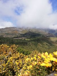 Scenic view of yellow flowering plants on field against sky