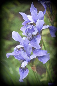 Close-up of flowers