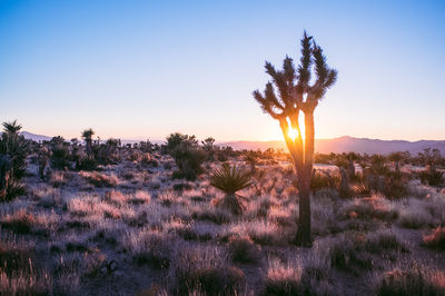 Scenic view of field against clear sky at sunset