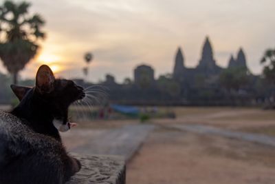 View of a dog looking at sunset