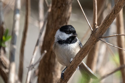 Close-up of bird perching on branch