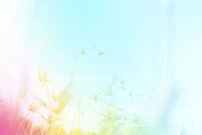 Close-up of plants against blue sky