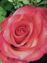 Close-up of pink rose