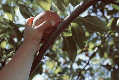 Close-up of cropped hand holding plant