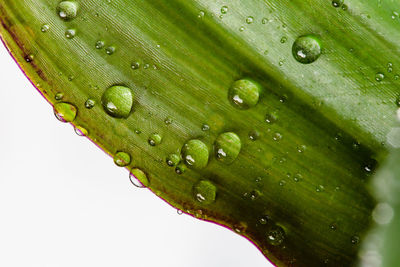 Close-up of raindrops on leaves