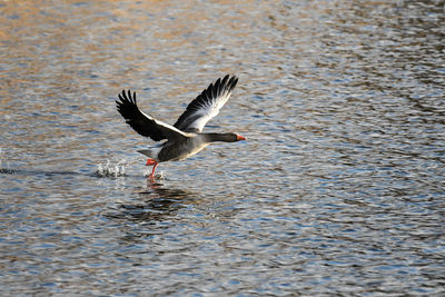 Bird flying over lake