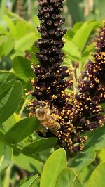 Close-up of bee on flower