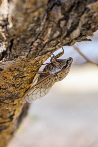 Close-up of an animal on tree trunk