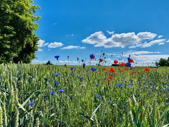 Scenic view of flowering plants on field against blue sky