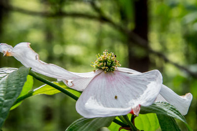 Close-up of white flowering plant