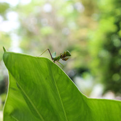 Close-up of insect on leaf