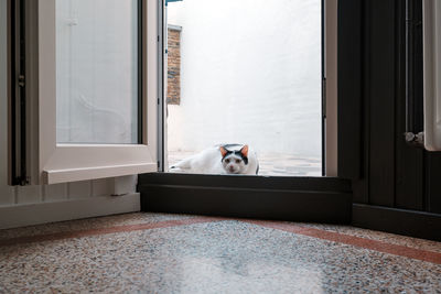 Dog lying on floor at home