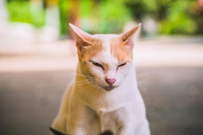 Close-up of a cat looking away