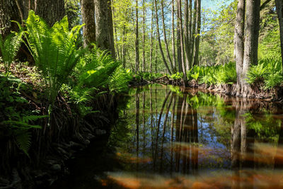 Scenic view of lake amidst trees in forest