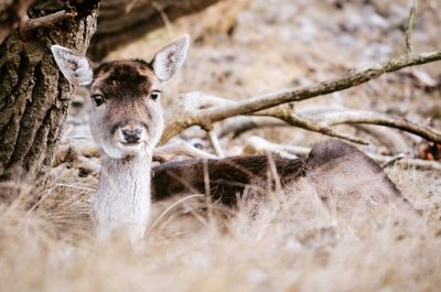 Portrait of deer on field