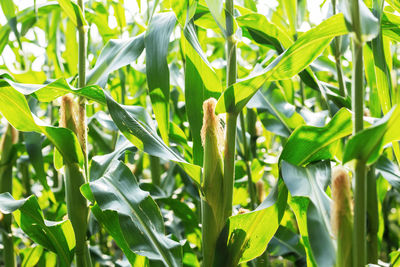 Close-up of green plant