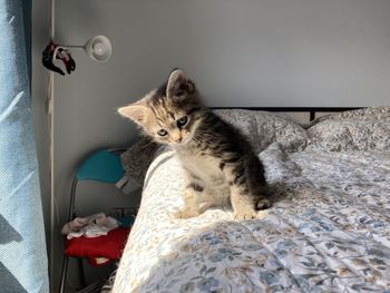 Cat sitting on bed at home, small kitten