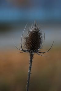 Close-up of dried plant