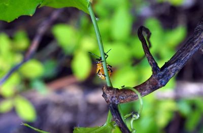 Close-up of butterfly on plant