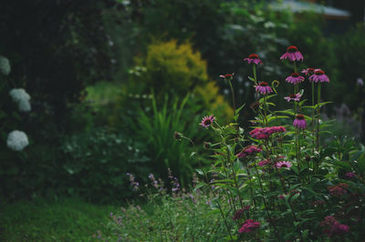 Close-up of flowering plants on field