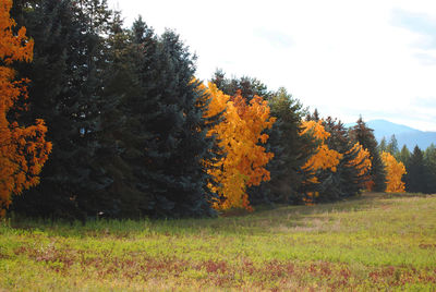 Trees on field during autumn