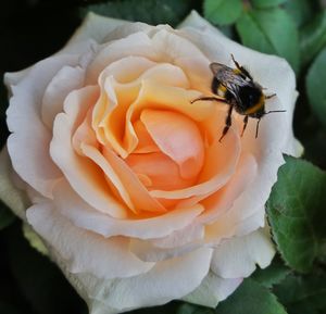 Close-up of insect on rose