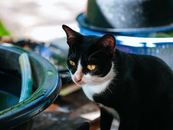 Close-up of a cat drinking water