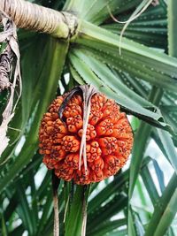 Close-up of orange fruit on plant