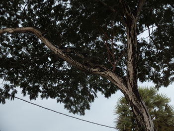 Low angle view of trees against sky