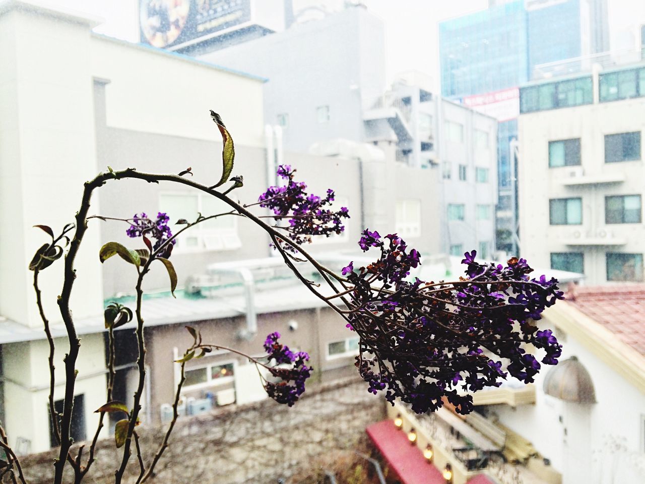 flower, built structure, architecture, building exterior, potted plant, plant, window, growth, house, indoors, freshness, decoration, day, flower pot, wall - building feature, fragility, building, residential structure, hanging, residential building