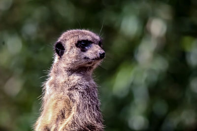 Close-up of meerkat