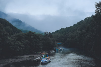 Scenic view of river in forest