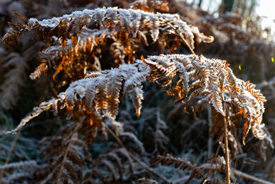 Close-up of snow covered pine tree