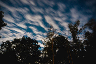 Low angle view of trees against sky