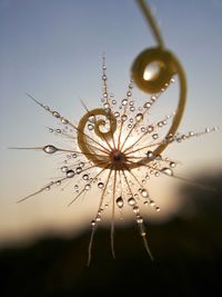 Close-up of wet plant against sky during sunset